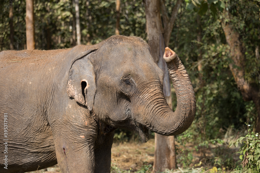 Fototapeta premium Elephant standing under tree in Laos elephant sanctuary