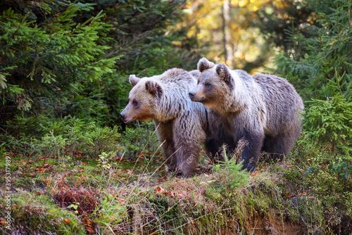 Two young brown bears in the authumn forest