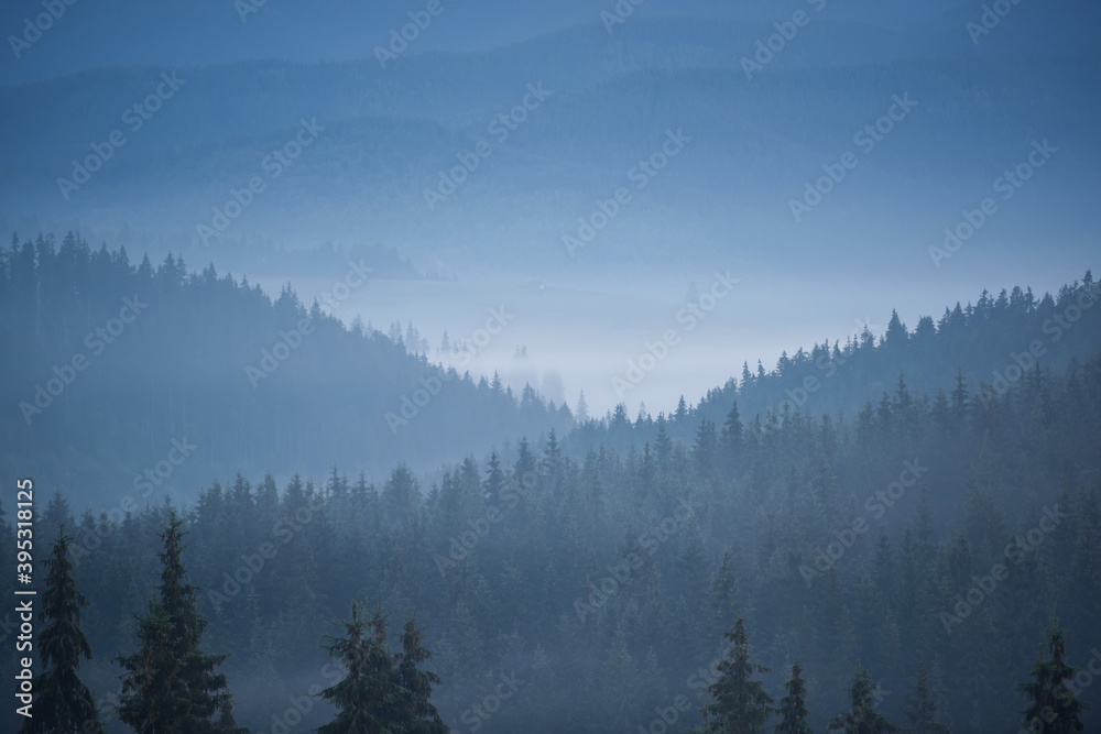 Misty mountain forest landscape in the morning. Carpathian valley with fog.