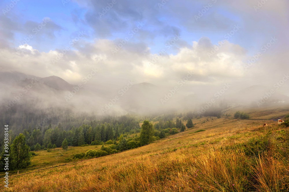 Amazing mountain landscape with fog and colorful herbs. Sunny morning after rain. Carpathian, Ukraine, Europe