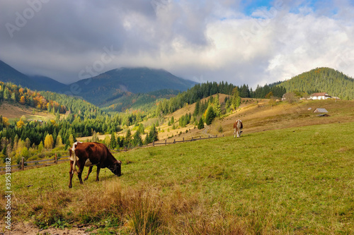 Brown cow with a white pattern on a mountain pasture. Foggy autumn morning in the Carpathians