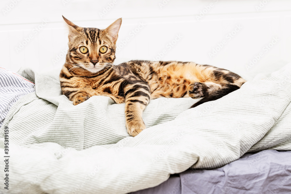 Beautiful short-haired young cat lying on bed at home, bengal cat pet. Domestic life animals.