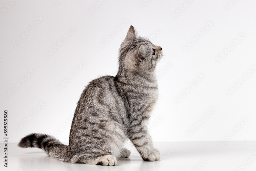 Portrait of Scottish straight kitten on white background