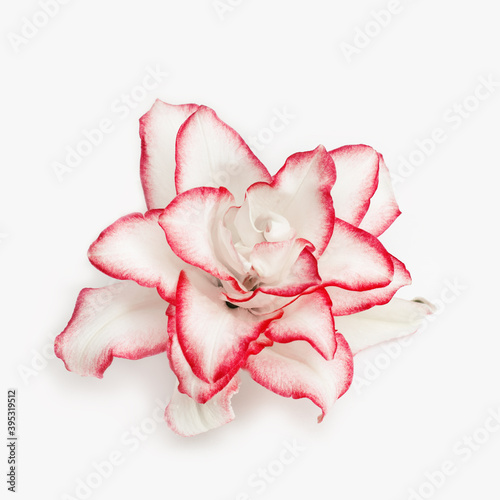 White lily flower with red border, close up petals of peony lily isolated on light grey. Natural floral background. Macro photography.