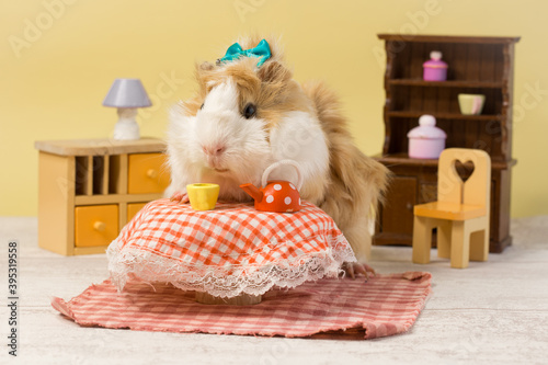 Little guinea pig in little house