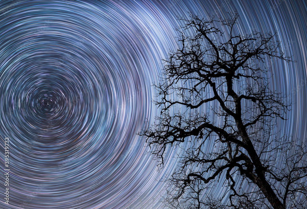 Beautiful starry sky with star trails behind the dry tree silhouette.  Space background. Abstract long exposure background. 
