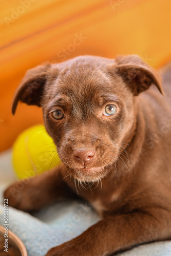 puppy dog