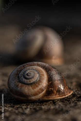 snail