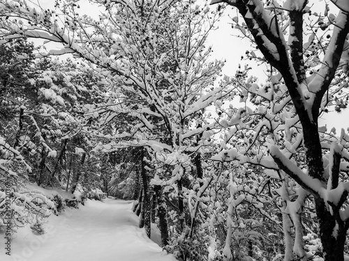 snow covered tree