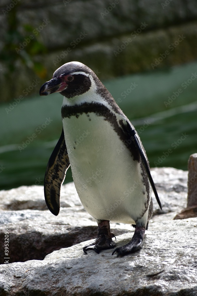 Fototapeta premium Serious Penguin