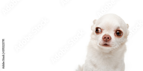 Chihuahua dog is posing. Cute playful white creme doggy or pet posing isolated on white background. Concept of motion, action, movement, pets love. Looks happy, delighted, funny. Half-length image. © master1305