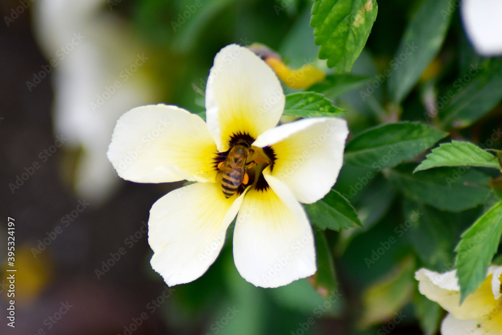 White-yellow flower blooming with a small bee looking for nectar and blurred green leaves in the garden. White-yellow flower blooming with a small bee looking for nectar and blurred green leaves in the garden.