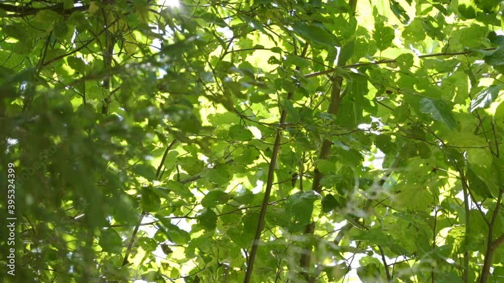 The sun rays on the green leaves of the trees in the forest area in Estonia The sun rays on the green leaves of the trees in the forest area in Estonia