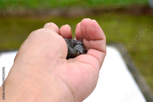 Little bird in hand with veterinarian on blurred background