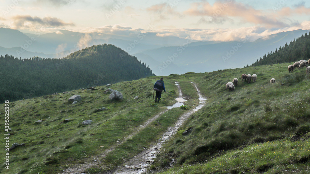 sheppard with sheep at dusk