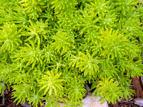 With a slight bokeh effect, this extreme closeup of a clump of lemon ball sedum in Missouri makes a nice texture or background. photo