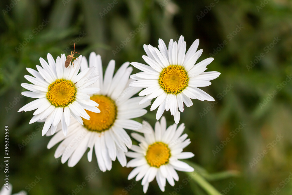 Leucanthemum Vulgare flowers blooming Leucanthemum Vulgare flowers blooming
