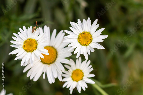 Leucanthemum Vulgare flowers blooming