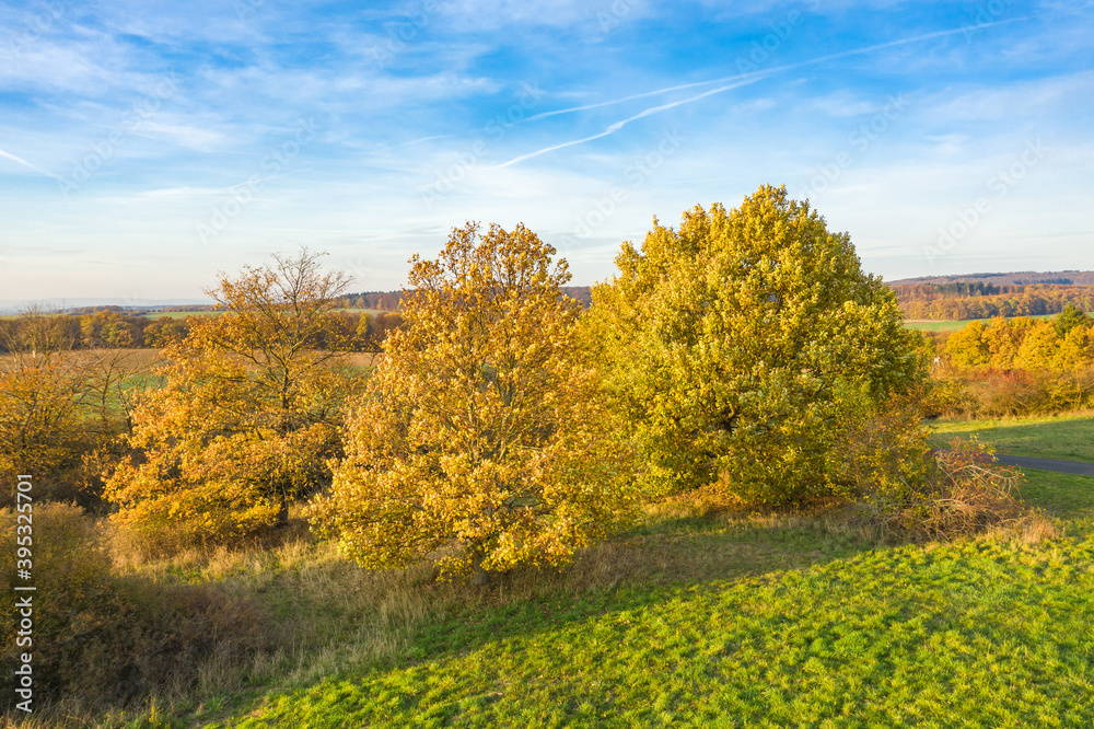 View of beautiful autumnal colored deciduous trees in the Taunus / Germany in wonderful weather