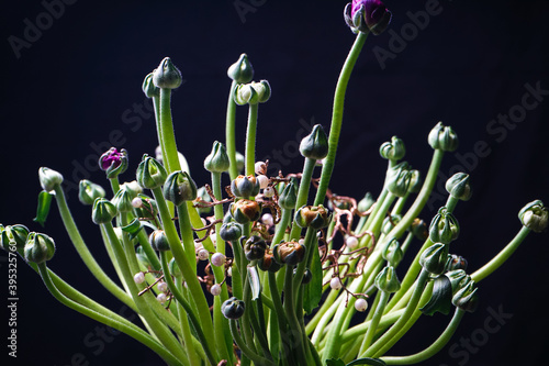 a bouquet of ranunculus in buds in a transparent round vase flask on a black background macro photo
