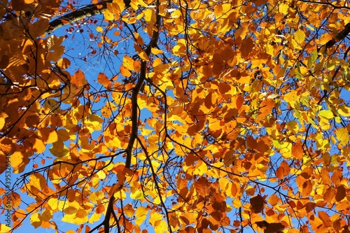Obraz na płótnie Colourful autumn leaves against a blue sky. w salonie