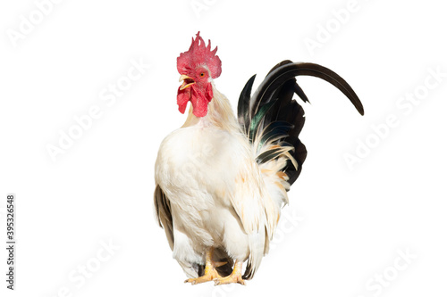 Small chicken, called Japanese bantam, crows on white background. photo