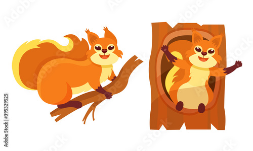 Furry Squirrel Sitting on Branch and in Tree Hollow Vector Set