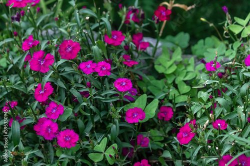 Dianthus Barbatus flowers blooming in a garden