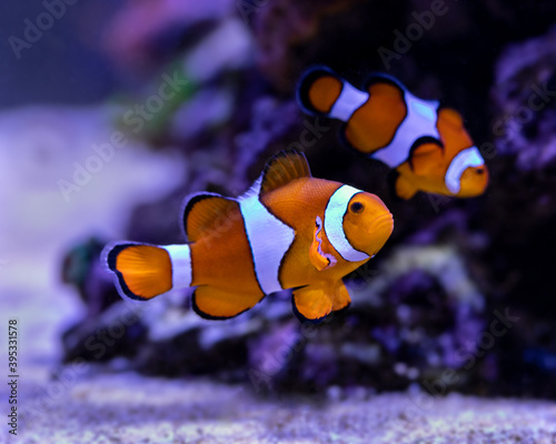 Clownfish (Amphiprion ocellaris) in Reef