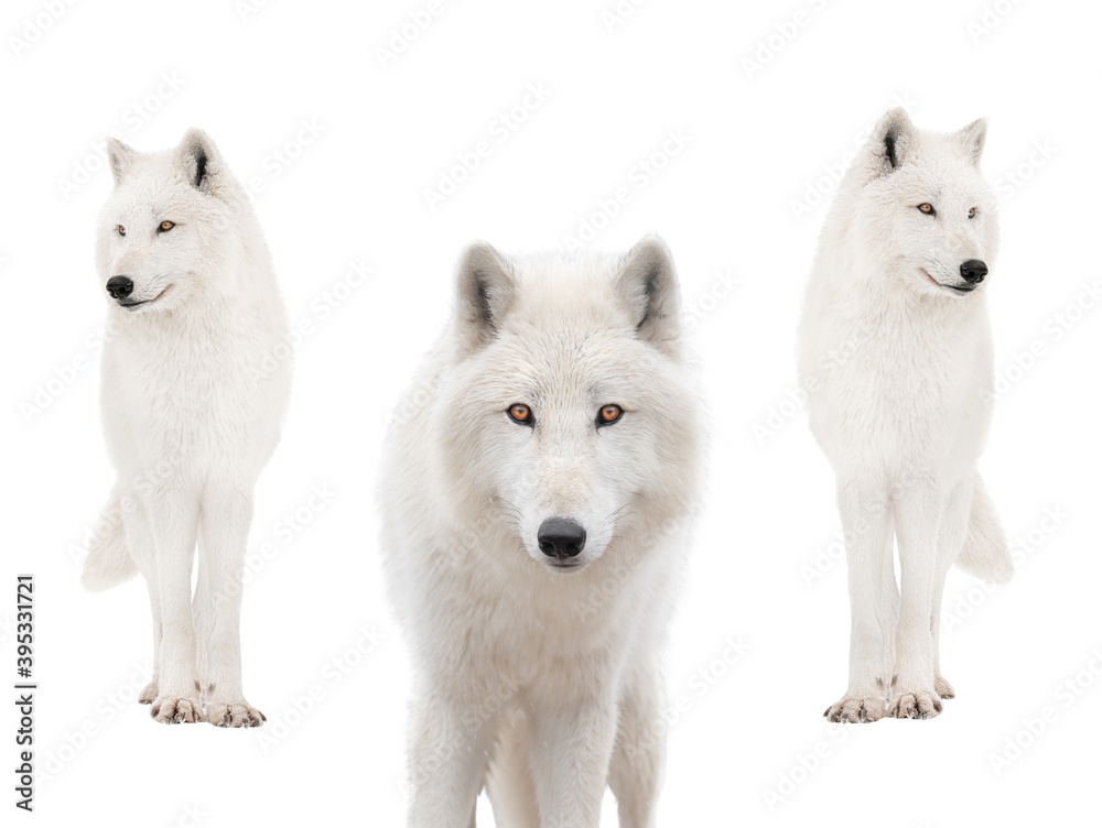 Obraz premium Polar white wolfs in the snow isolated on white background.