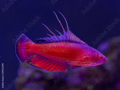 Linespot Flasher Wrasse (Paracheilinus lineopunctatus)