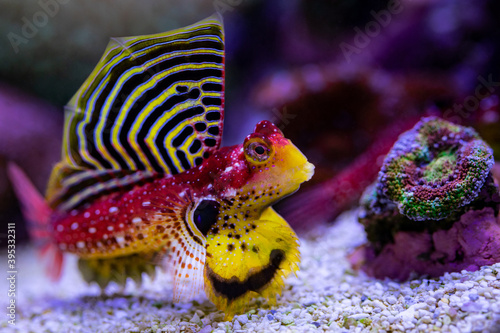 Fototapeta Naklejka Na Ścianę i Meble -  Ruby Red Dragonet (Synchiropus sycorax)