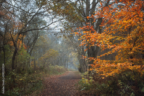 Autumn footpath in the park. Polkemmet Country Park, West Lothian, Scotland.