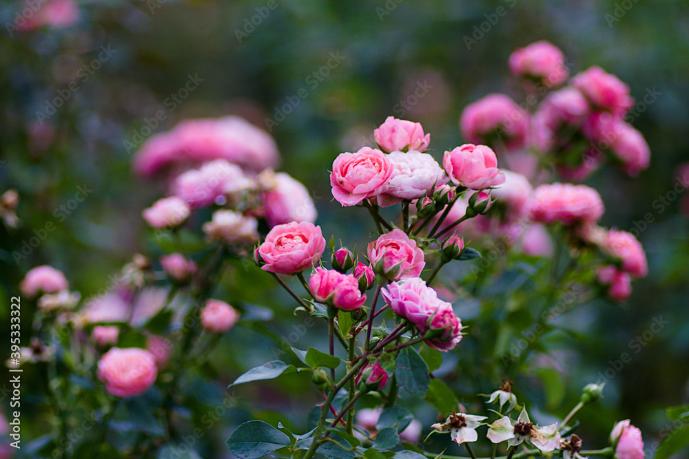 Fototapeta premium pink and white flowers