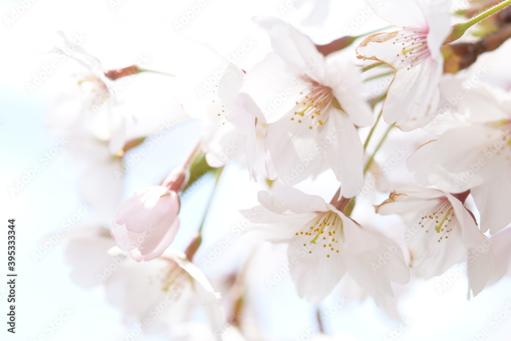 Naklejka premium 日本の桜