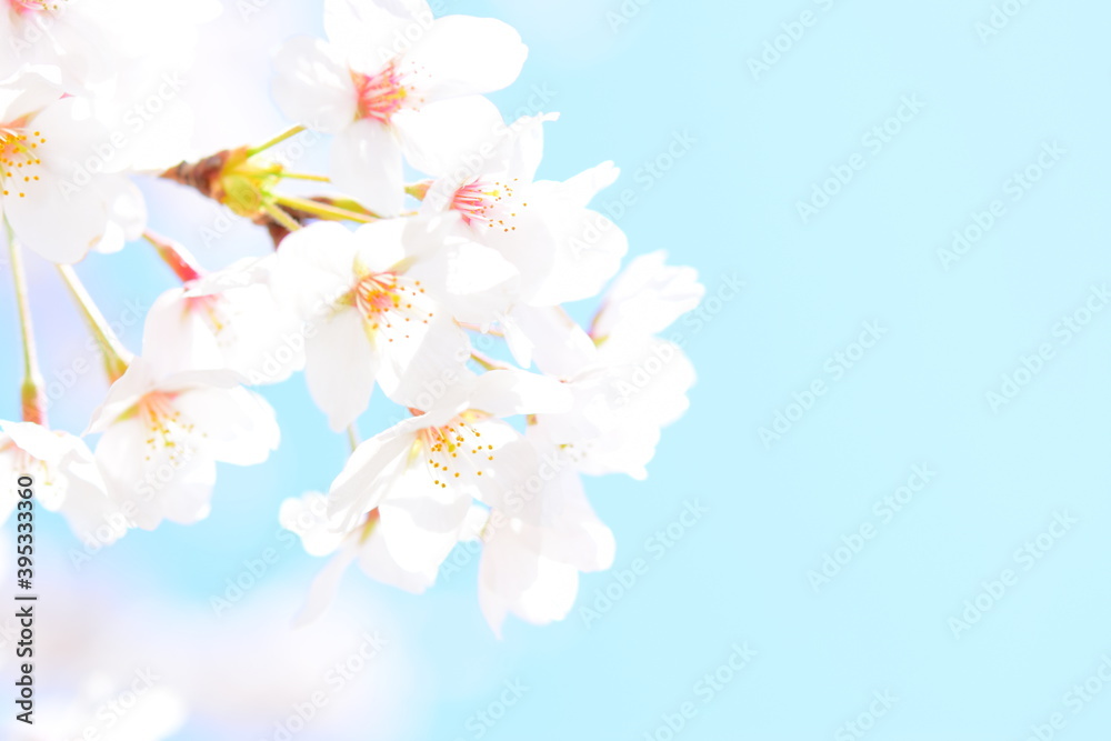 日本の桜と青空