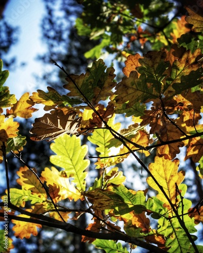 Autumn oak leaves in the sky