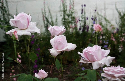 Beautiful light pink roses in the garden