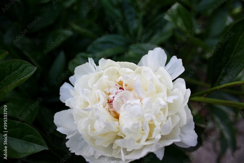 Blossoming white peony in the garden Blossoming white peony in the garden