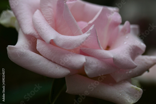 pink rose in a garden