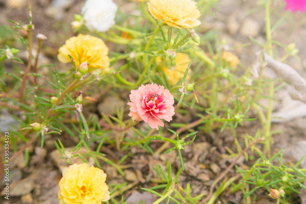 moss rose, portulaca grandiflora, japanese rose, sun plant. moss rose, portulaca grandiflora, japanese rose, sun plant.