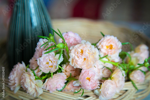 moss rose  portulaca grandiflora  japanese rose  sun plant. 