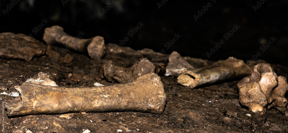 Fototapeta premium Ancient cave lion bones in a cave