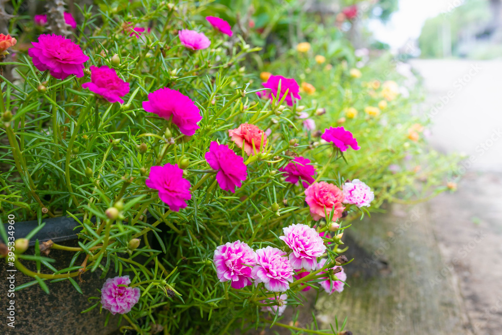 moss rose, portulaca grandiflora, japanese rose, sun plant. moss rose, portulaca grandiflora, japanese rose, sun plant.