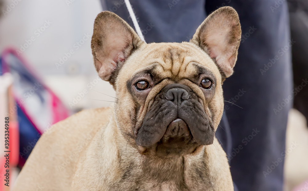 Dog Breed French Bulldog With Expressive Look Looks Camera Dog Breed French Bulldog With Expressive Look Looks Camera