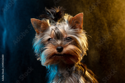 Little Yorkshire terrier dog is posing. Cute playful doggy or pet isolated on neon colored background in smoke cloud. Concept of motion, movement, pets love. Looks happy, delighted, funny.