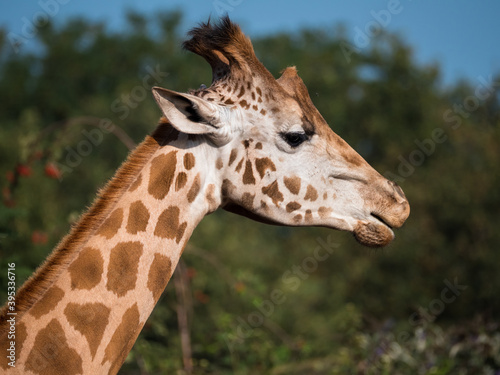Close-up of a giraffe from the neck up © hipproductions