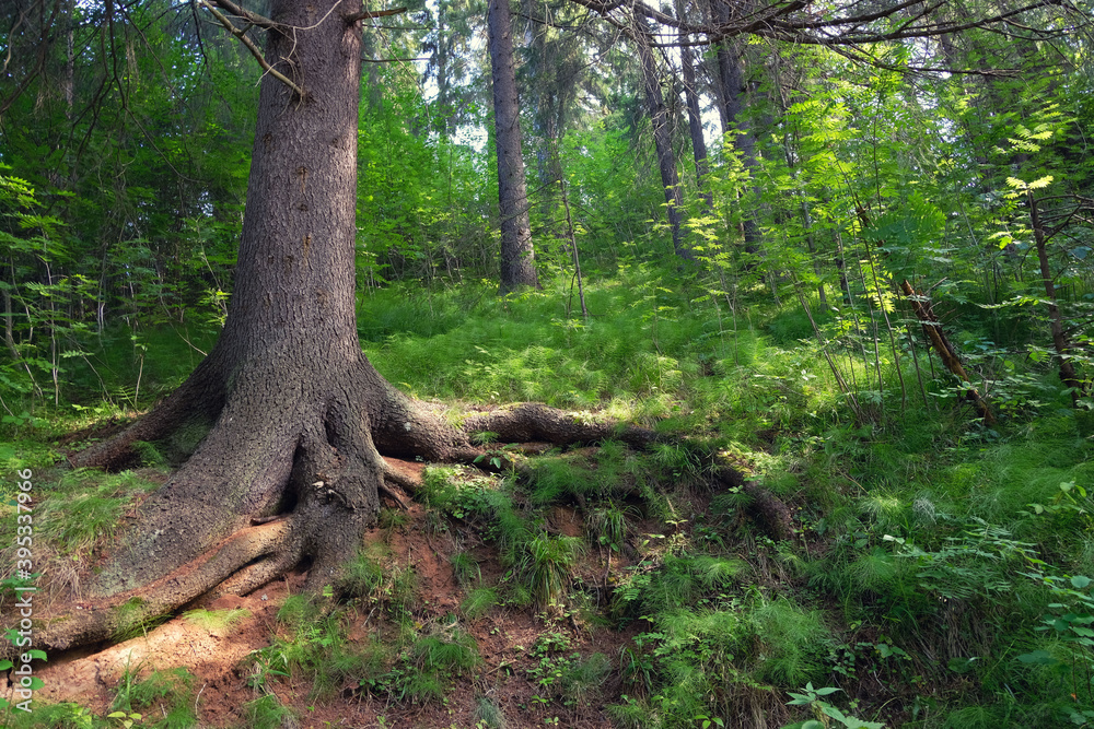 Tree trunks with meandering roots