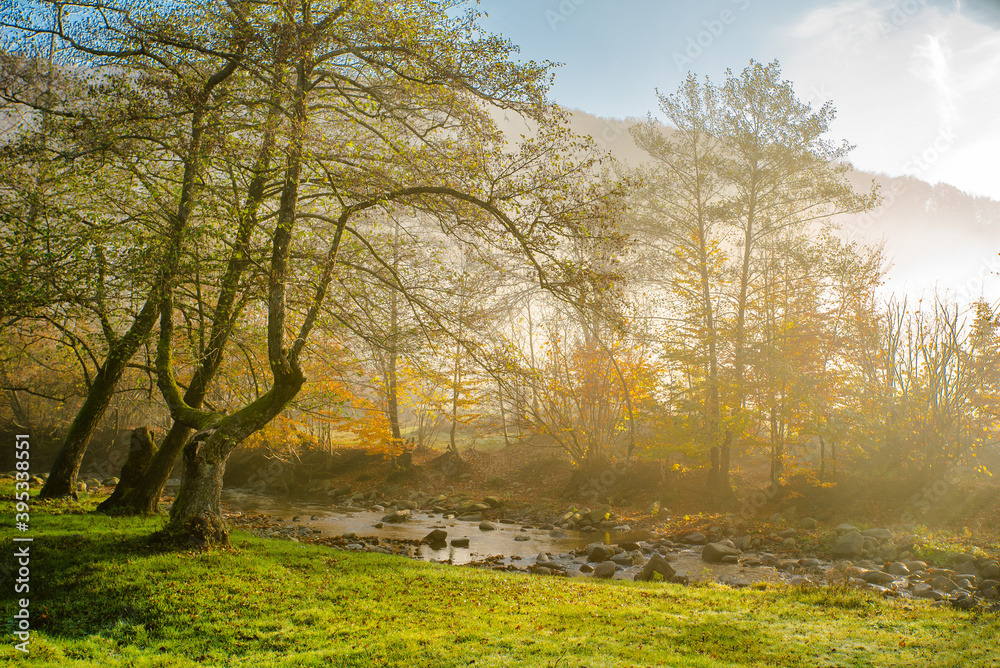 stream in a glade near the trees in the fog. mystical nature. Morning. Autumn season.