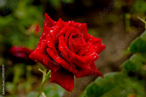 Fototapeta Naklejka Na Ścianę i Meble -  Beautiful red rose in the garden after rain with water drops on petals